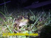 /home//u458753944/public_html/sourcegallery//Frogs/Mixed frogs/P1070642.JPG